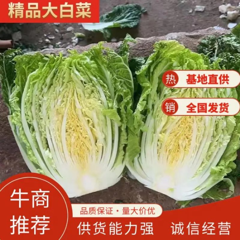 精品云南高原大白菜，货源充足，品质保证，产地直发，