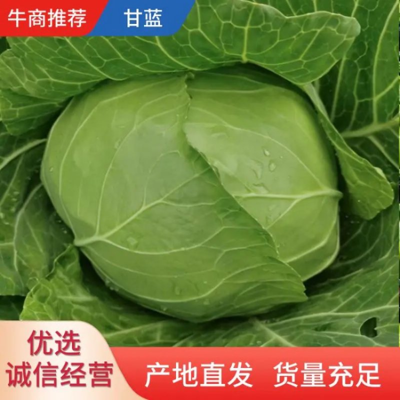 精品云南高原山地优质甘蓝，大量上市，货源充足