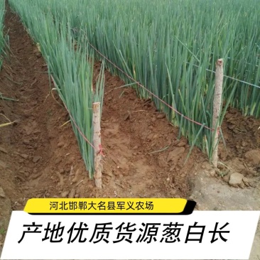 【军义农场】农场直供毛葱2cm现货大量供应诚信报价