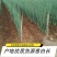 【军义农场】农场直供毛葱2cm现货大量供应诚信报价