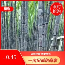 韶关黑皮甘庶大量上市，质优价廉，基地直供一手货源