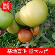 广西博白西红柿又名番茄营养价分富，大量上市，质量保证
