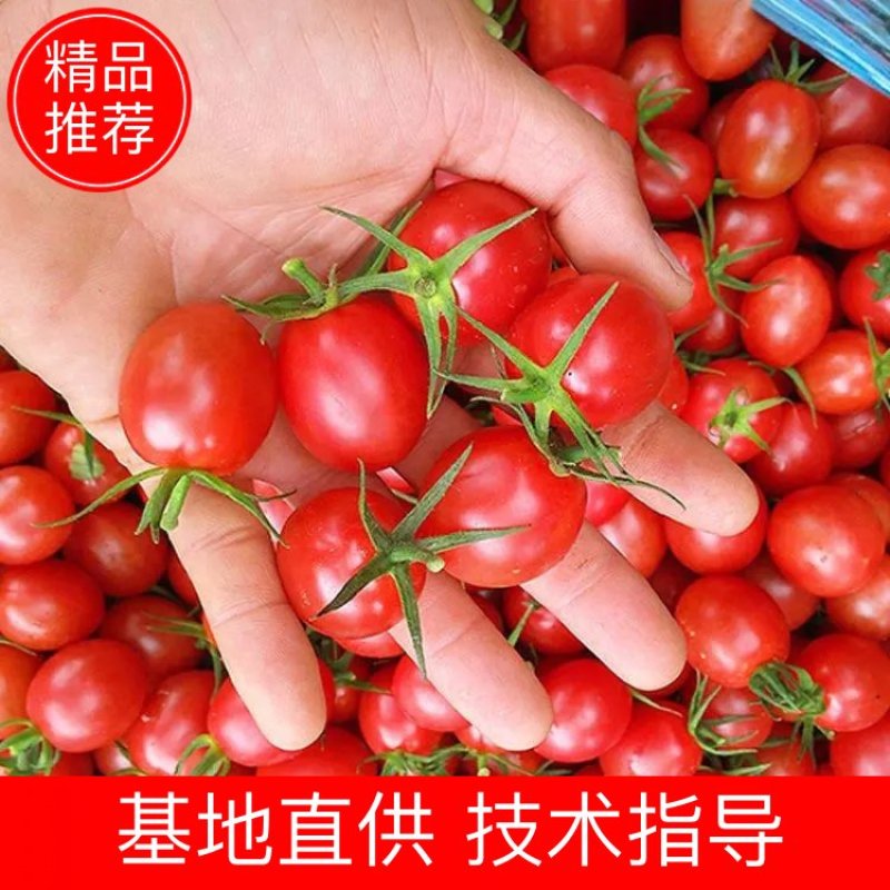 山东商河圣女果贝贝圣小番茄小柿子产地直发货量充足