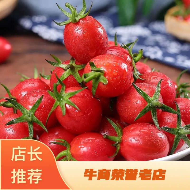 山东精品圣女果釜山88圣女果小柿子产地直发货量充足