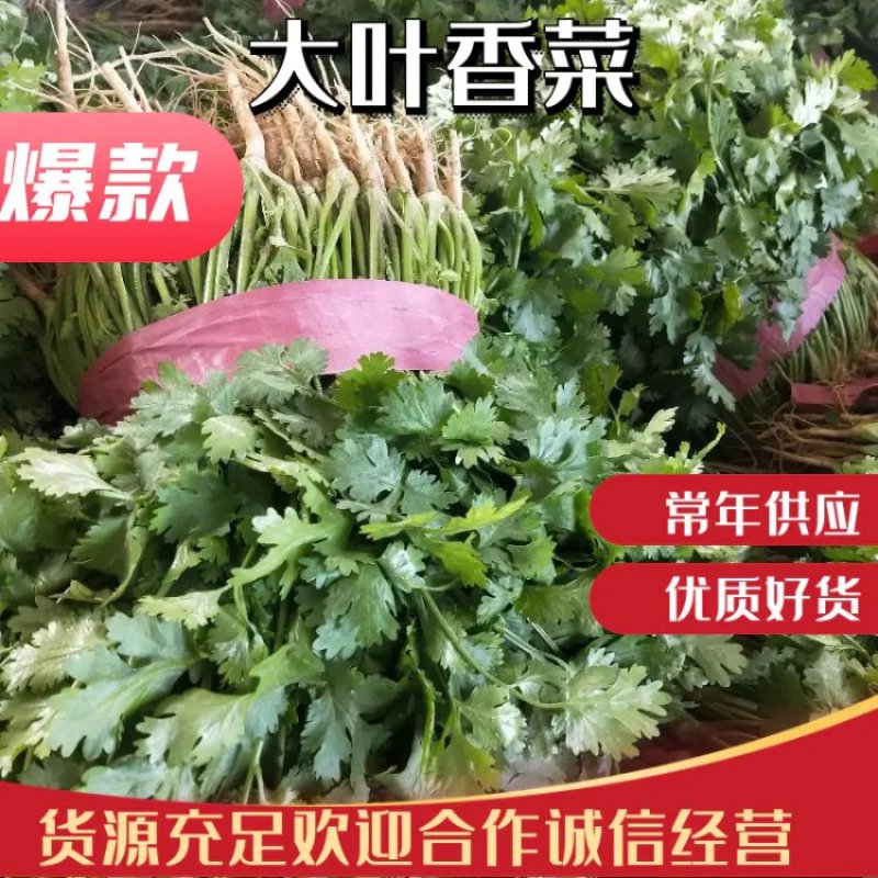 【滑县香菜】精品大叶香菜20—30厘米河南濮阳可发全国