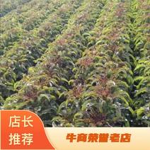 香格里拉精品紫叶，四川高原三青，各种莴笋品种一年四季有货