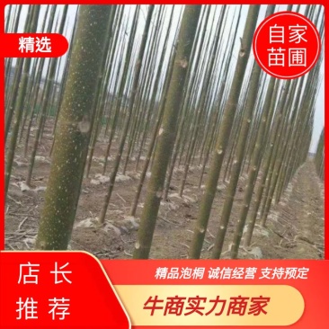 泡桐，四倍体泡桐，紫花泡桐，兰考泡桐，9501，根桩种根