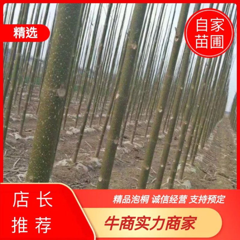 泡桐，四倍体泡桐，紫花泡桐，兰考泡桐，9501，根桩种根