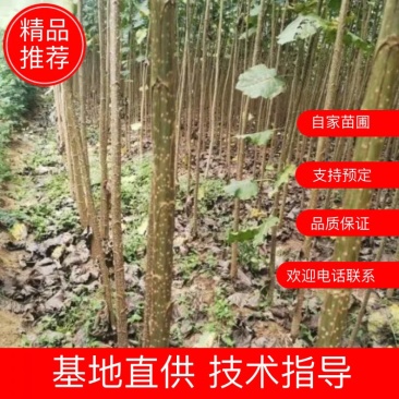 南林34123804吉德杨丹红杨大白杨白杨树泗杨一号