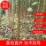 南林34123804吉德杨丹红杨大白杨白杨树泗杨一号