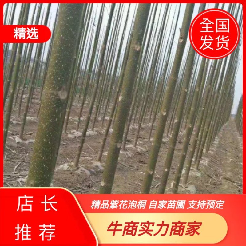 紫花泡桐，泡桐，四倍体泡桐，泡桐根桩，种根有量