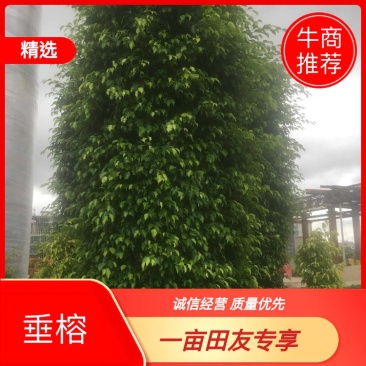 垂榕垂叶榕垂榕柱1.2米-3米基地大量现货，欢迎客户咨询