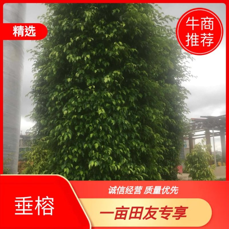 垂榕垂叶榕垂榕柱1.2米-3米基地大量现货，欢迎客户咨询