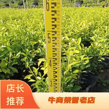 黄榕黄金榕25-45高大量现货供应，欢迎各位客户咨询