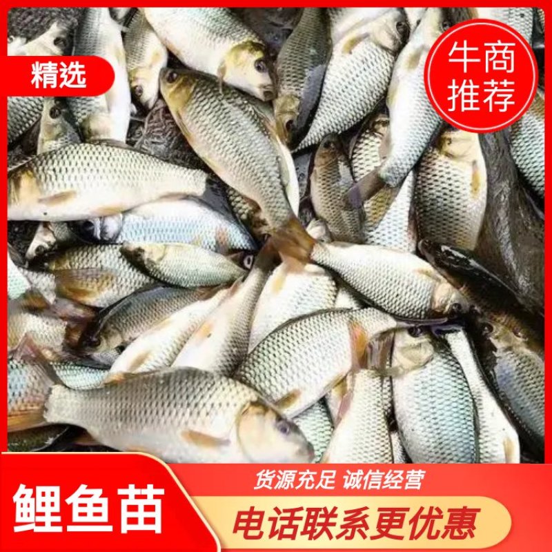 贵州鲤鱼苗，货源充足，水产养殖企业，农村水产，高密度养殖