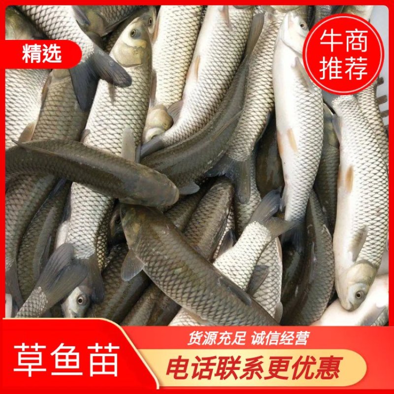 贵州草鱼苗，,货源充足，水产养殖企业，农村水产，高密度养殖