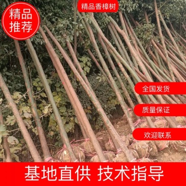 湖北精品香樟树大量2-25香樟光杆香樟带冠香樟
