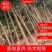 湖北精品香樟树大量2-25香樟光杆香樟带冠香樟