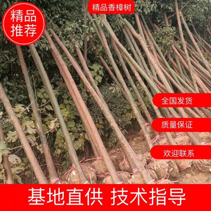 湖北精品香樟树大量2-25香樟光杆香樟带冠香樟