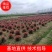 精品红叶石楠苗大小杯红叶石楠球红叶石楠树基地直发