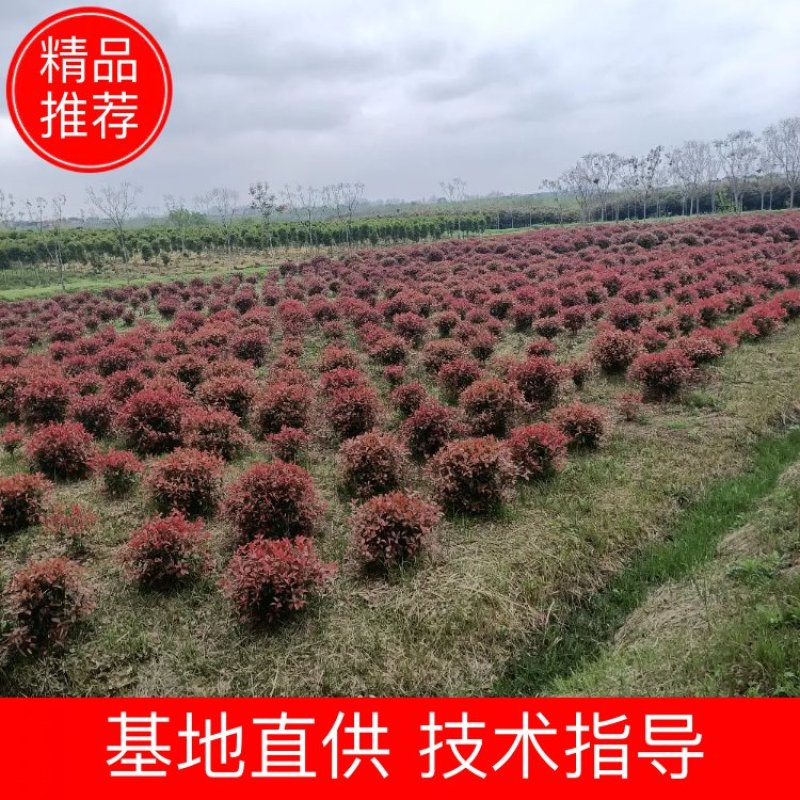 精品红叶石楠苗大小杯红叶石楠球红叶石楠树基地直发