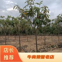 湖北精品枇杷苗枇杷树1-6公分品种齐全