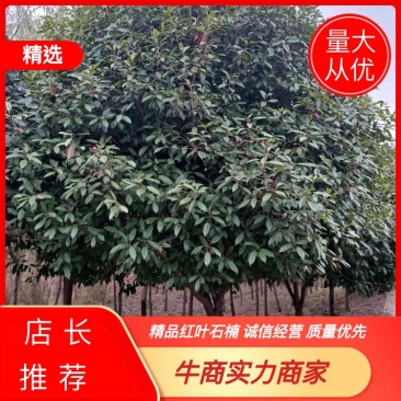 湖北精品红叶石楠树大量批发2-10公分品种齐全