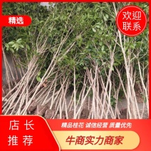 湖北精品桂花苗2-15公分桂花品种齐全品质保证