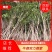 湖北精品桂花苗2-15公分桂花品种齐全品质保证