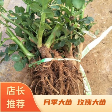 云南月季大苗工程绿化保证质量成活率高基地直供