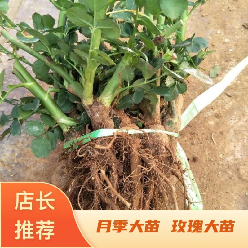 云南月季大苗工程绿化保证质量成活率高基地直供