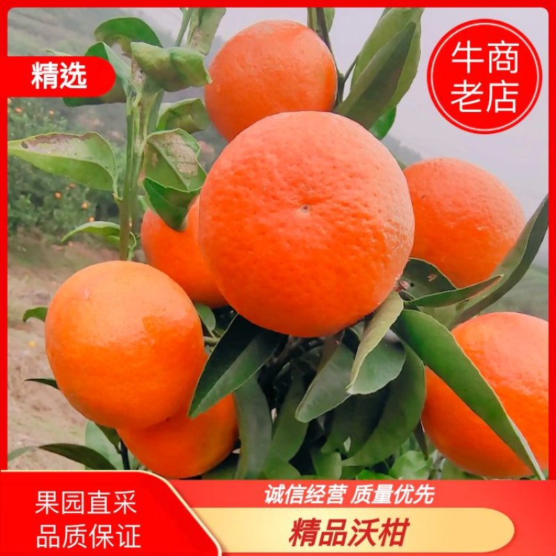 东方红世纪红杂柑皮薄汁多口感甜产地直发量大从优
