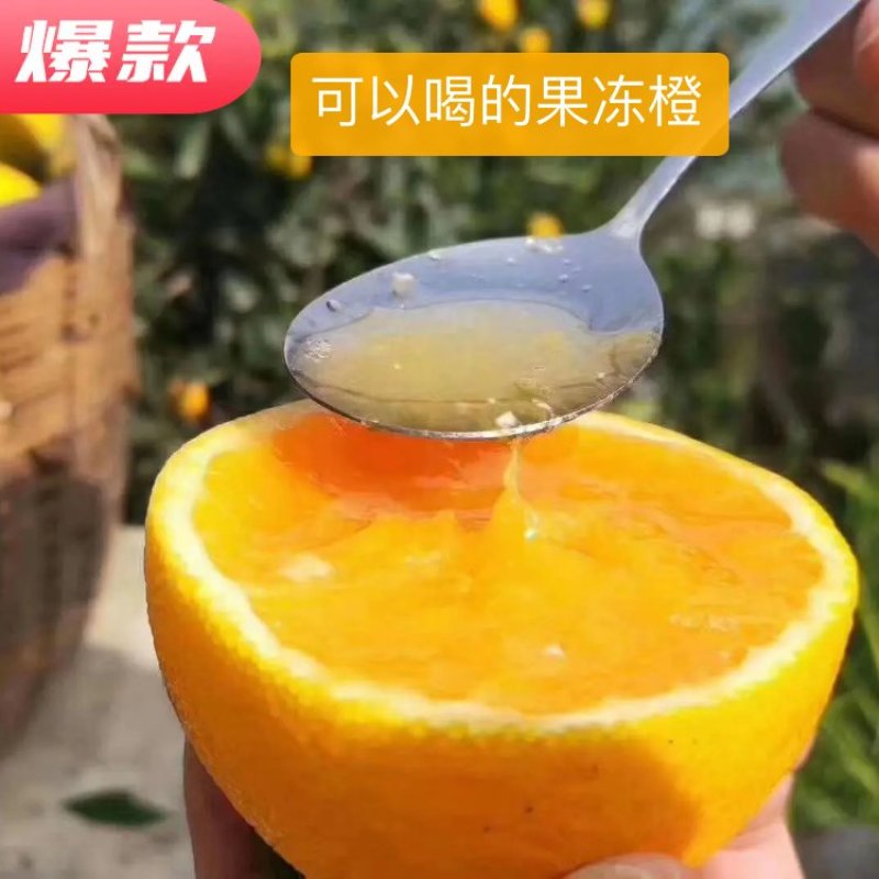 果冻橙九月红果冻橙皮薄肉嫩多汁好吃不上火产地直发