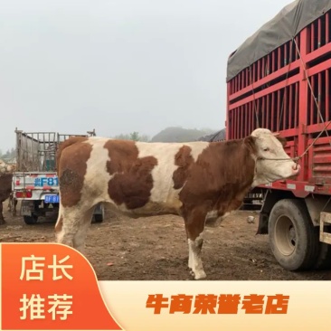 下一场明天开始。还没有来的抓紧哦。以后价格还会上涨的。