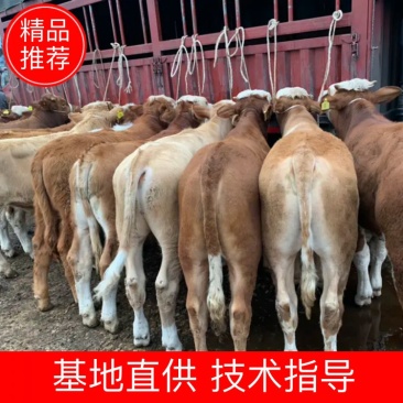 西门塔尔牛品相好涨势快价格便宜包技术指导