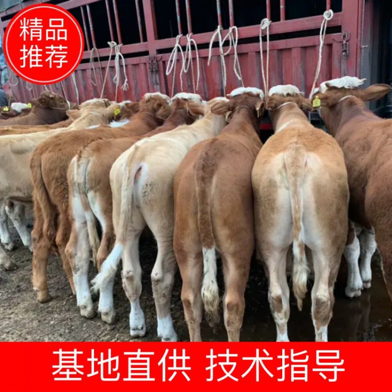 西门塔尔牛品相好涨势快价格便宜包技术指导
