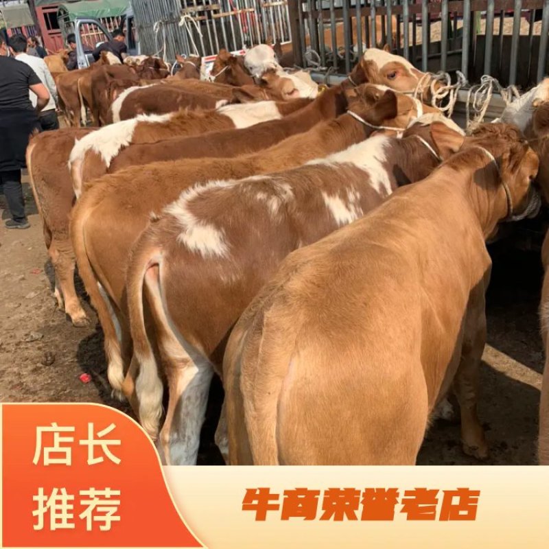 贵州西门塔尔牛犊大量供应保质保量诚信经营