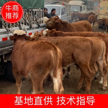 精品肉牛西门塔尔牛犊改良肉牛提供技术指导