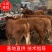 精品肉牛西门塔尔牛犊改良肉牛提供技术指导