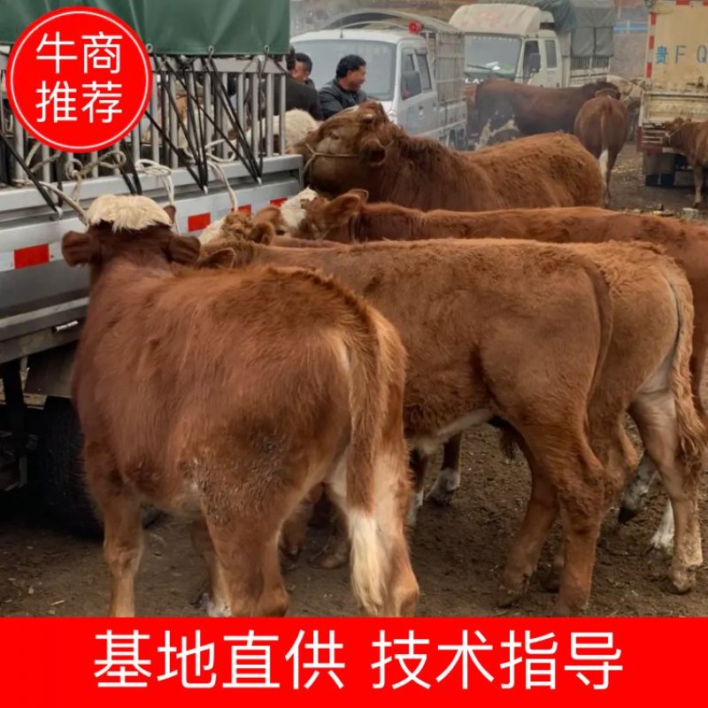 精品肉牛西门塔尔牛犊改良肉牛提供技术指导