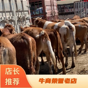 西门塔尔改良品种杂交牛品相好，质量保证诚信经营