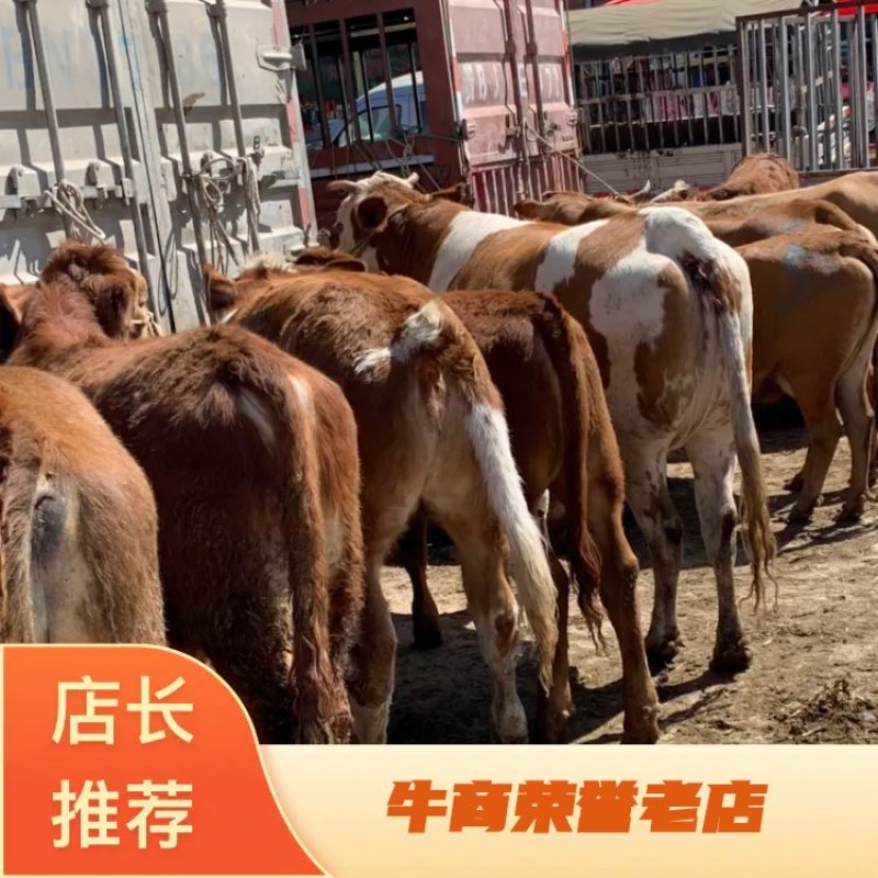 西门塔尔改良品种杂交牛品相好，质量保证诚信经营