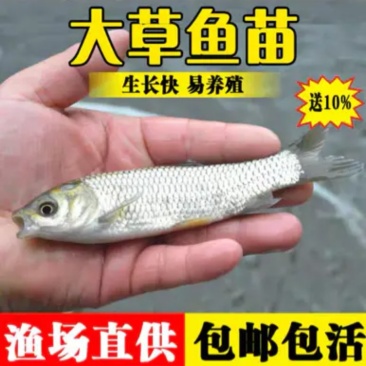 草鱼大小规格都有，提供养殖技术指导优质品质产地直销