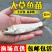 草鱼大小规格都有，提供养殖技术指导优质品质产地直销