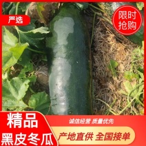 产地直发精品黑皮冬瓜热销保质保量诚信经营