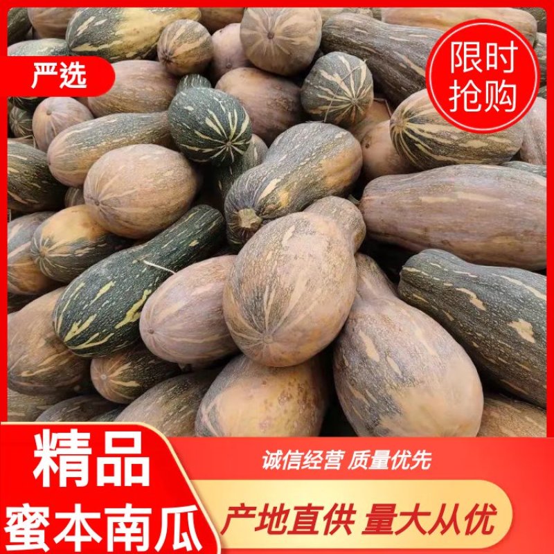 产地直供蜜本南瓜大量上市口感面甜诚信经营保质保量