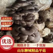 聊城产地优质鲜平菇，头茬蘑菇，大量上市，产地直供一手货源