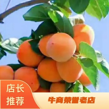 陕西省富平县正宗尖顶柿子树苗，欢迎来电下单咨询