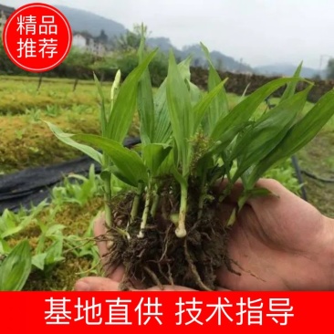 《牛商优选》云贵川紫花三叉大白芨苗基地直供可视频看货
