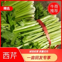 山东金乡西芹，货源充足，二十年种植经验，欢迎前来采购